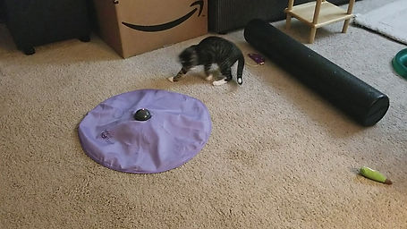 Blind kitten Stevie discovers a new toy.